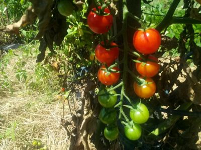 Giving + Gardening